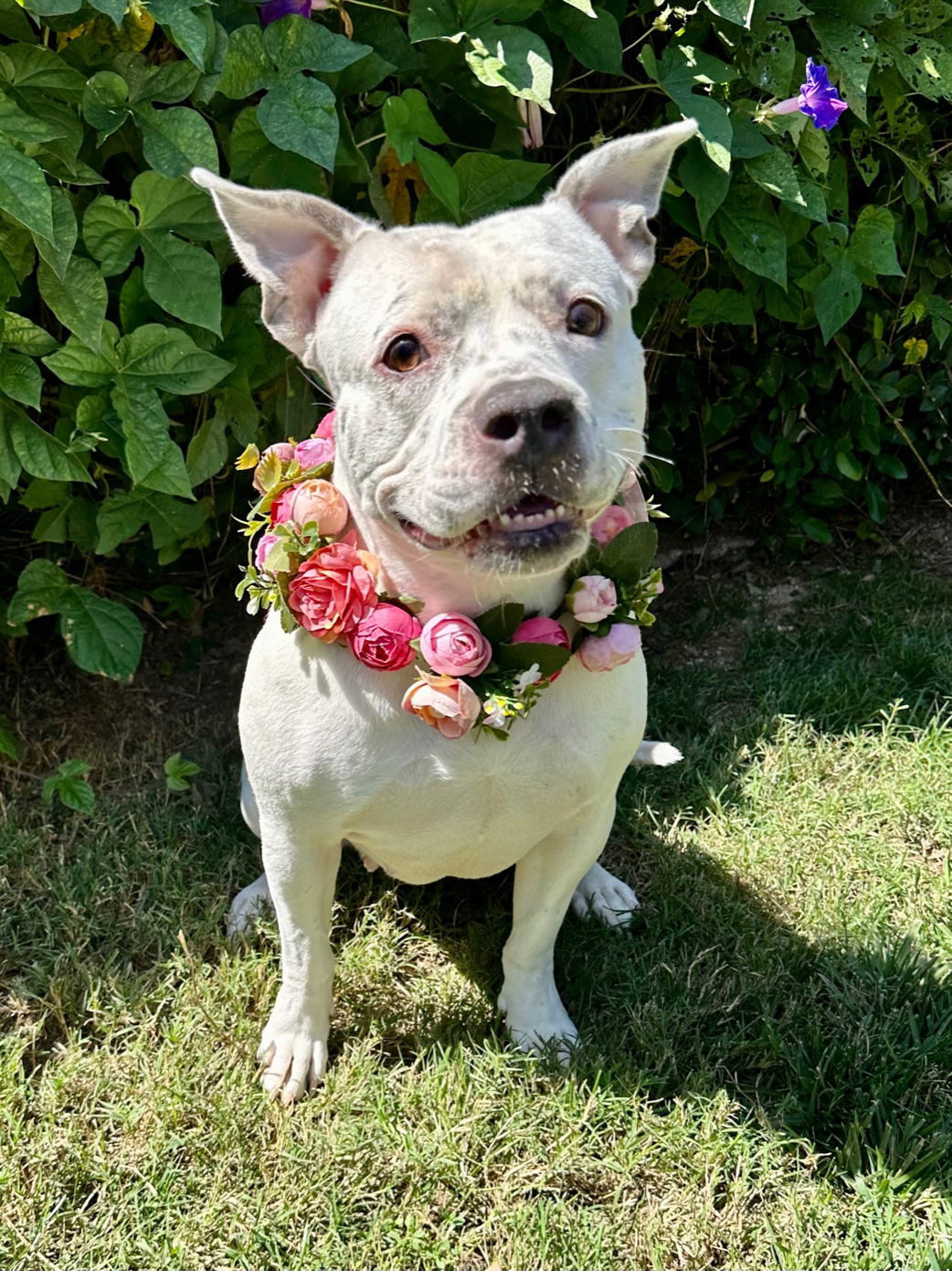 adoptable Dog in Redlands, CA named Tenley