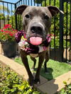 adoptable Dog in Redlands, CA named Jada