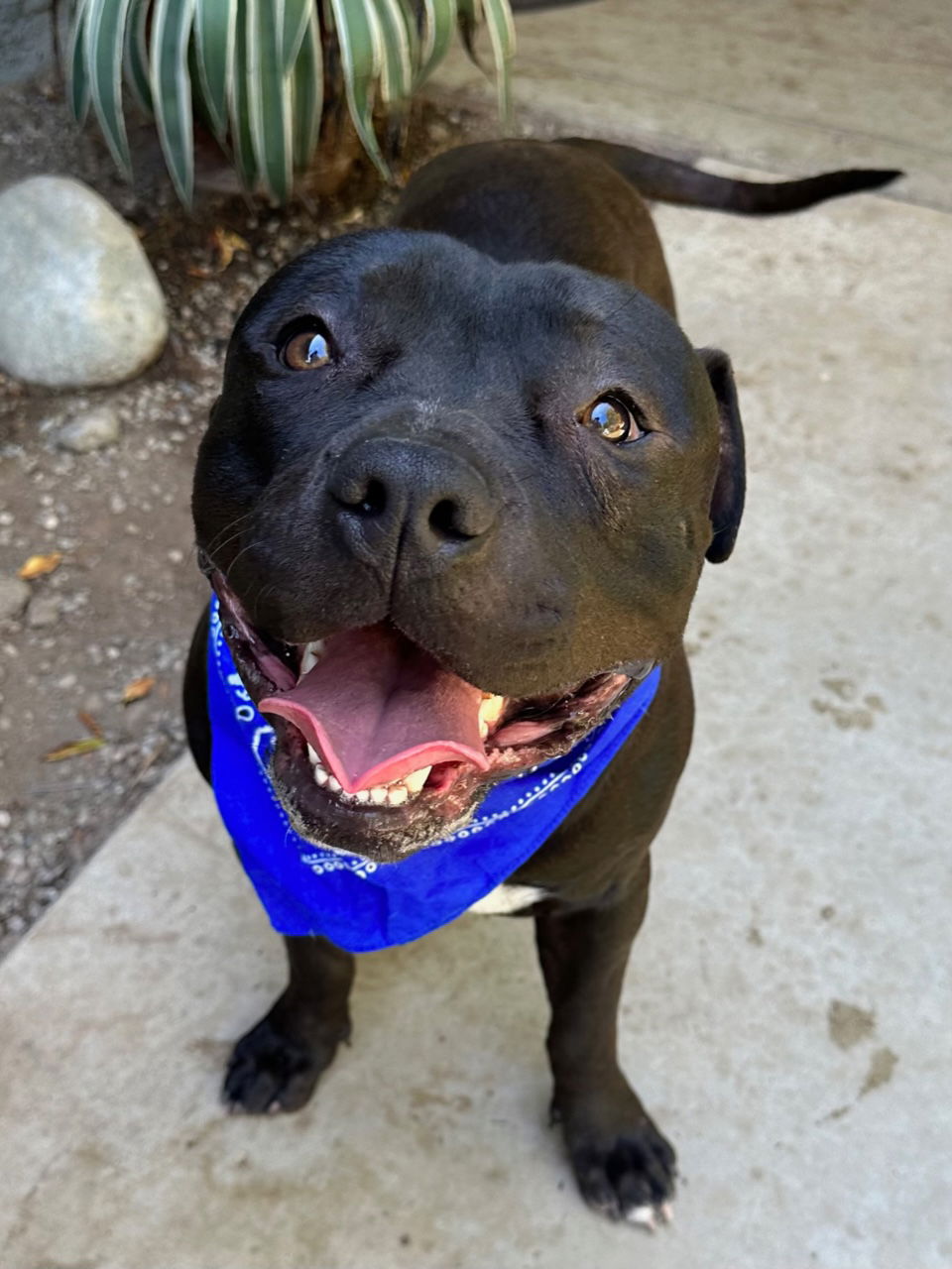 adoptable Dog in Redlands, CA named Maverick