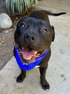 adoptable Dog in Redlands, CA named Maverick