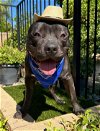 adoptable Dog in redlands, CA named Maverick
