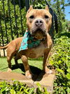 adoptable Dog in redlands, CA named Ken