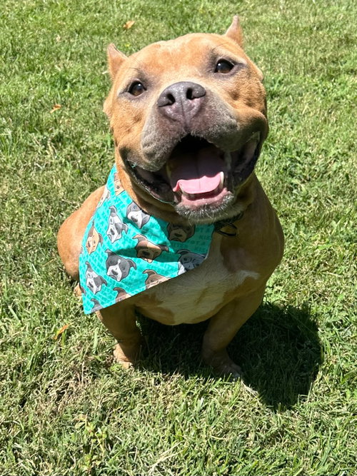 KEN - American Staffordshire Terrier / English Bulldog available for adoption