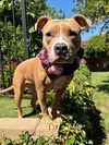 adoptable Dog in Redlands, CA named Mika