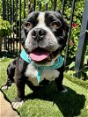 adoptable Dog in redlands, ca, CA named Fritz