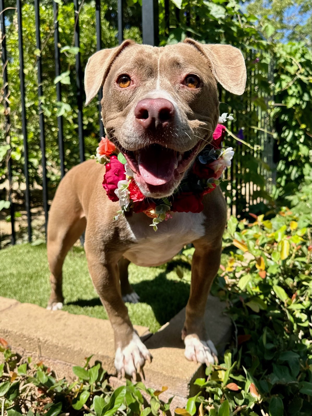 adoptable Dog in Redlands, CA named Ruby Roo