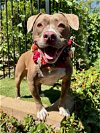 adoptable Dog in redlands, CA named Ruby Roo