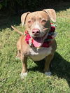 adoptable Dog in Redlands, CA named Ruby Roo