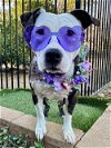 adoptable Dog in redlands, CA named Merlot