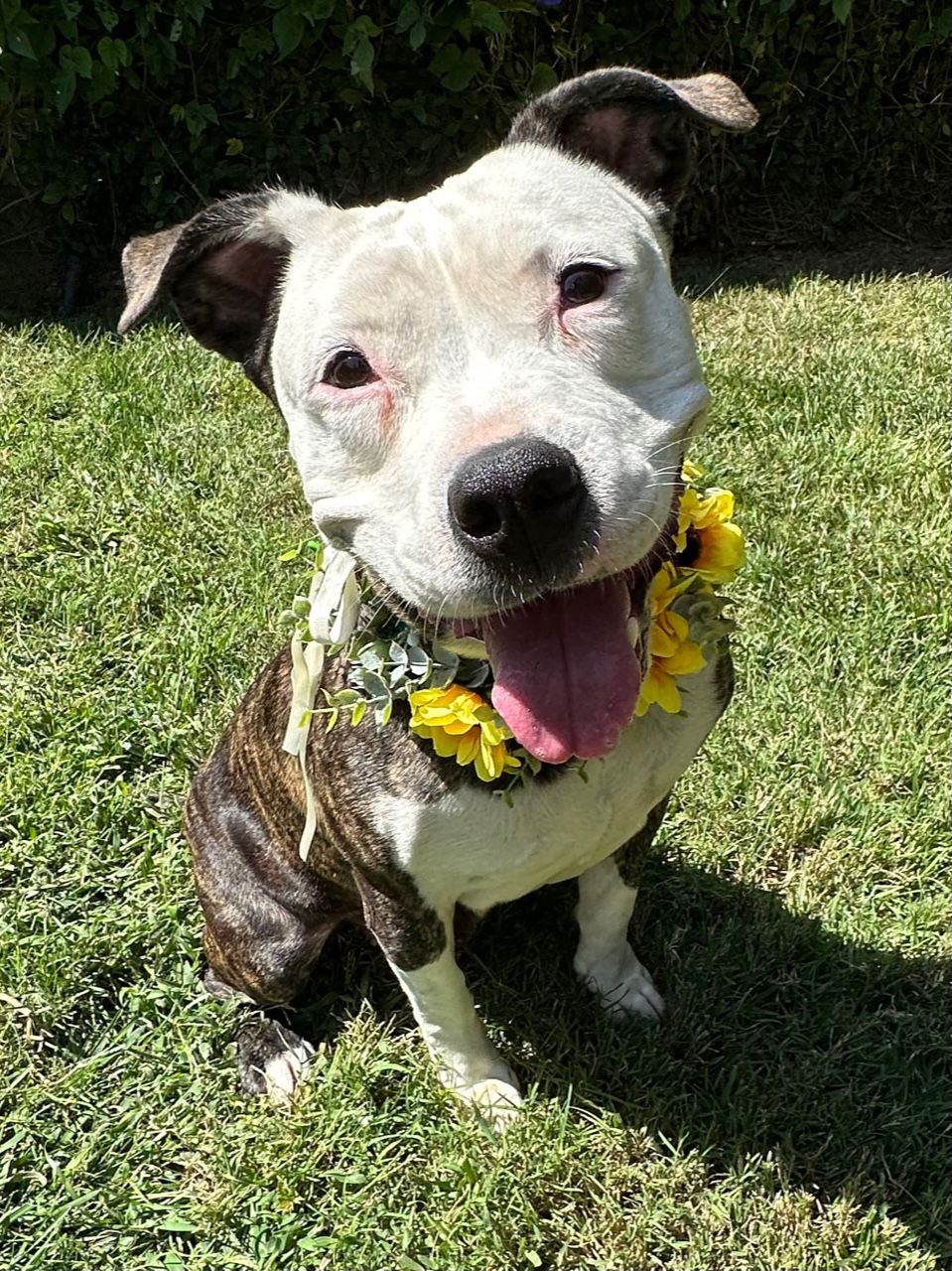 adoptable Dog in Redlands, CA named Merlot