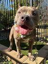 adoptable Dog in Redlands, CA named KeKe