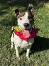 adoptable Dog in redlands, CA named Kiwi