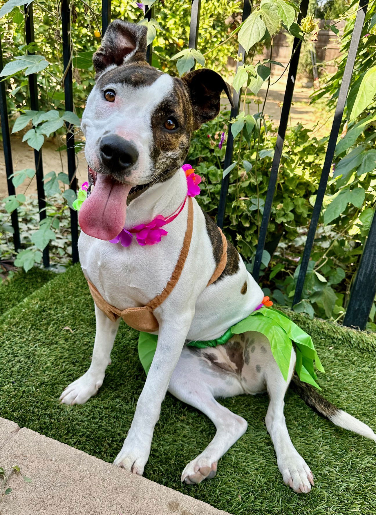 adoptable Dog in Redlands, CA named Kiwi