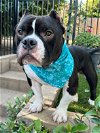 adoptable Dog in redlands, ca, CA named Gimli