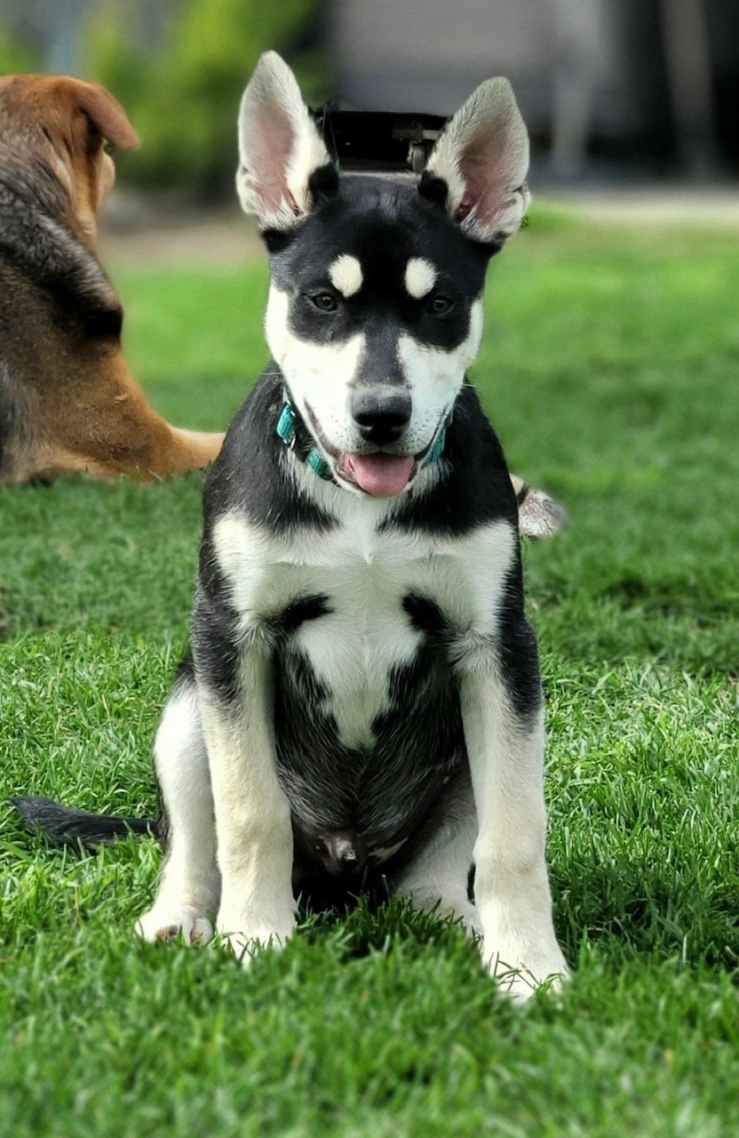adoptable Dog in Redlands, CA named Armani