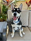 adoptable Dog in Redlands, CA named Armani