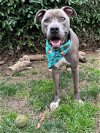 adoptable Dog in redlands, CA named Duke