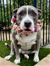 adoptable Dog in redlands, CA named Tessa