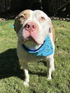 Ziggy - Photo 5