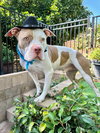 Ziggy - Photo 6