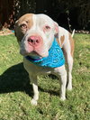 Ziggy - Photo 2