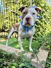 Ziggy - Photo 7