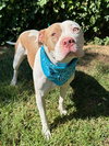 Ziggy - Photo 8