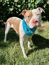 adoptable Dog in redlands, CA named Ziggy