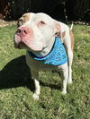 Ziggy - Photo 10