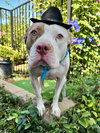 Ziggy - Photo 11