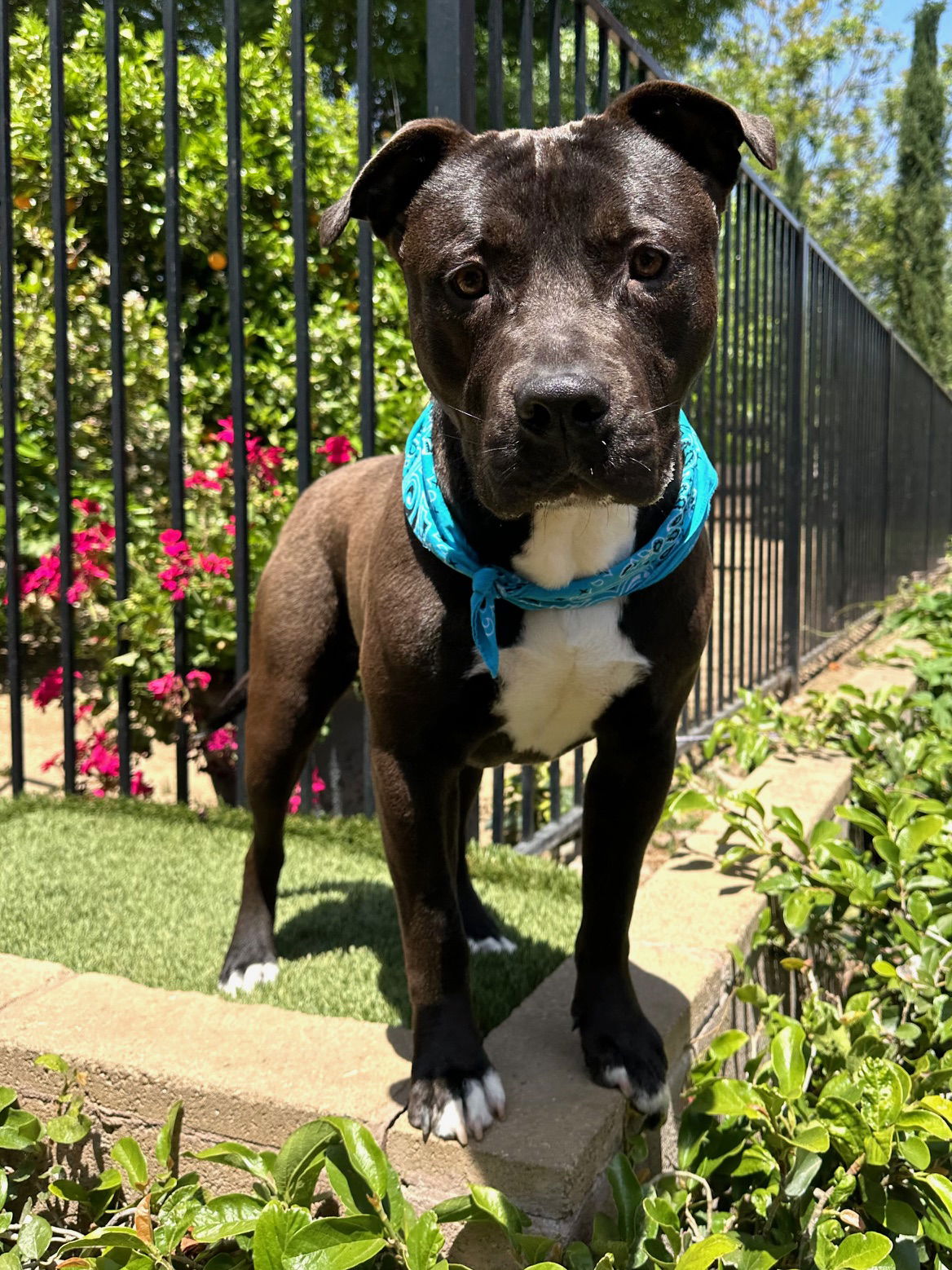 adoptable Dog in Redlands, CA named Brody