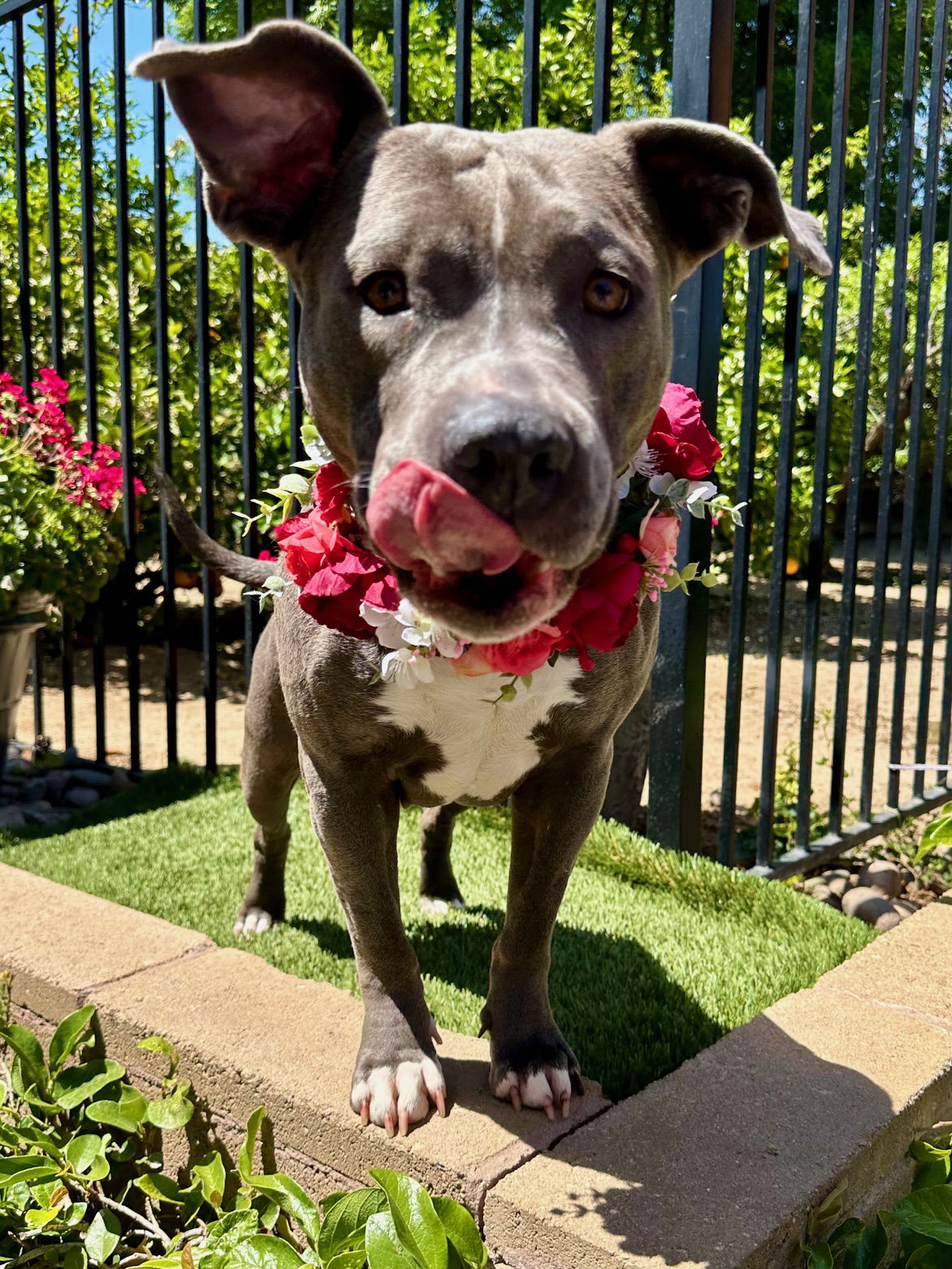 adoptable Dog in Redlands, CA named Skye