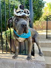 Boris - Photo 1
