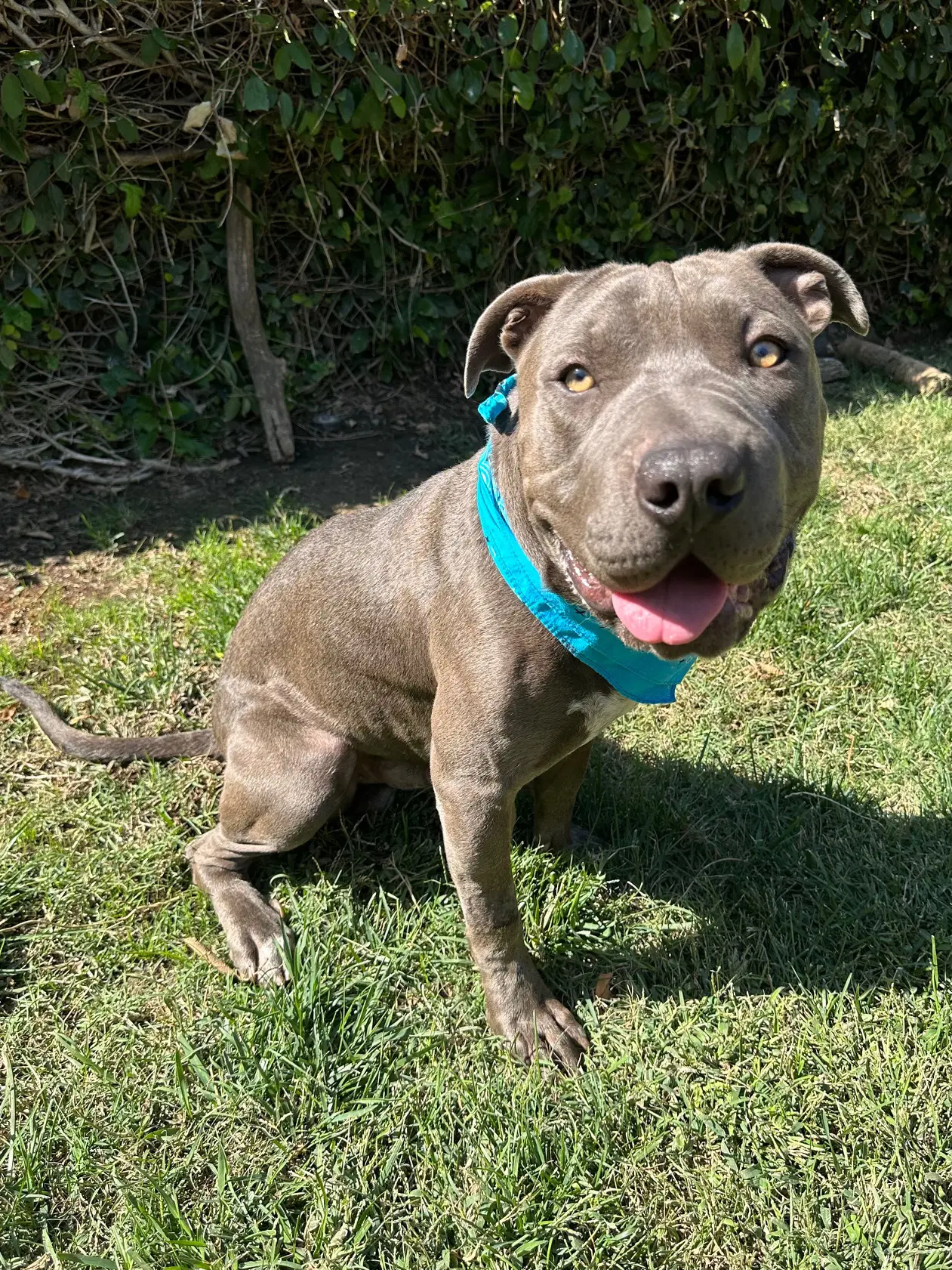 Boris - American Pit Bull Terrier