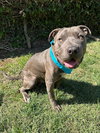 Boris - Photo 2