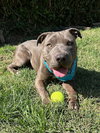 Boris - Photo 4