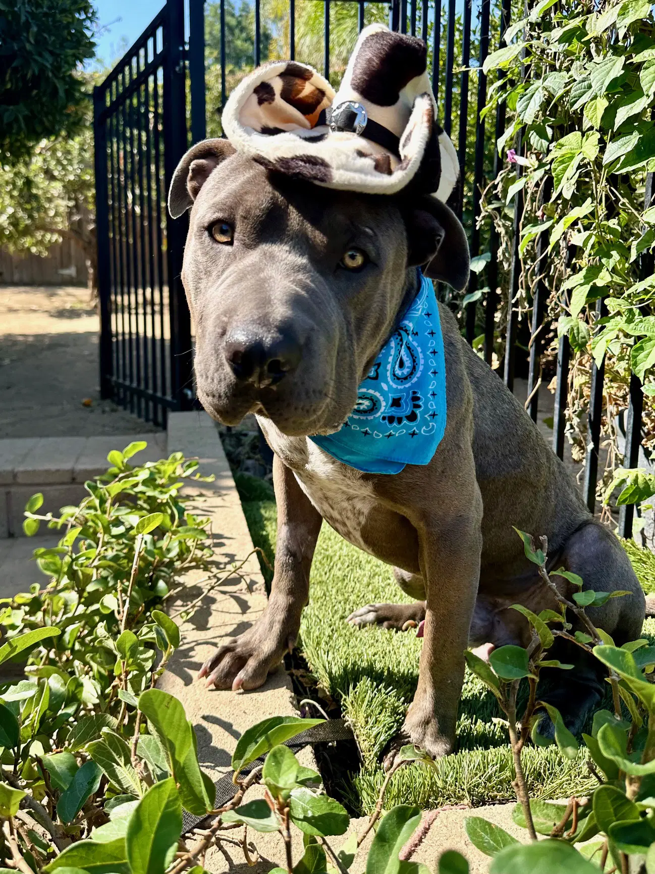 Boris image 3