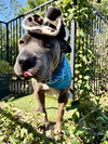 Boris - Photo 6