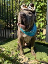 Boris - Photo 9