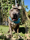 Boris - Photo 11
