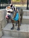Boris - Photo 10