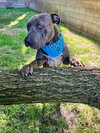 Boris - Photo 13