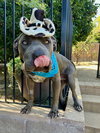 Boris - Photo 12