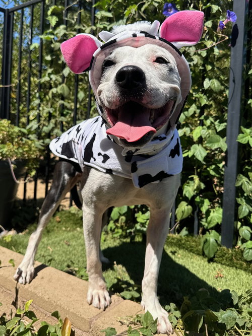 picture of the dog needing adoption