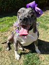 adoptable Dog in Redlands, CA named Belle