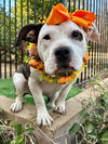adoptable Dog in Redlands, CA named Bindi