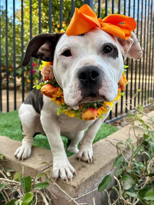 picture of the dog needing adoption