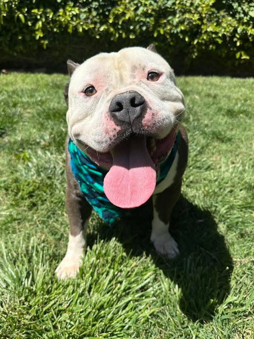 HUMVEE - American Bulldog / American Staffordshire Terrier available for adoption