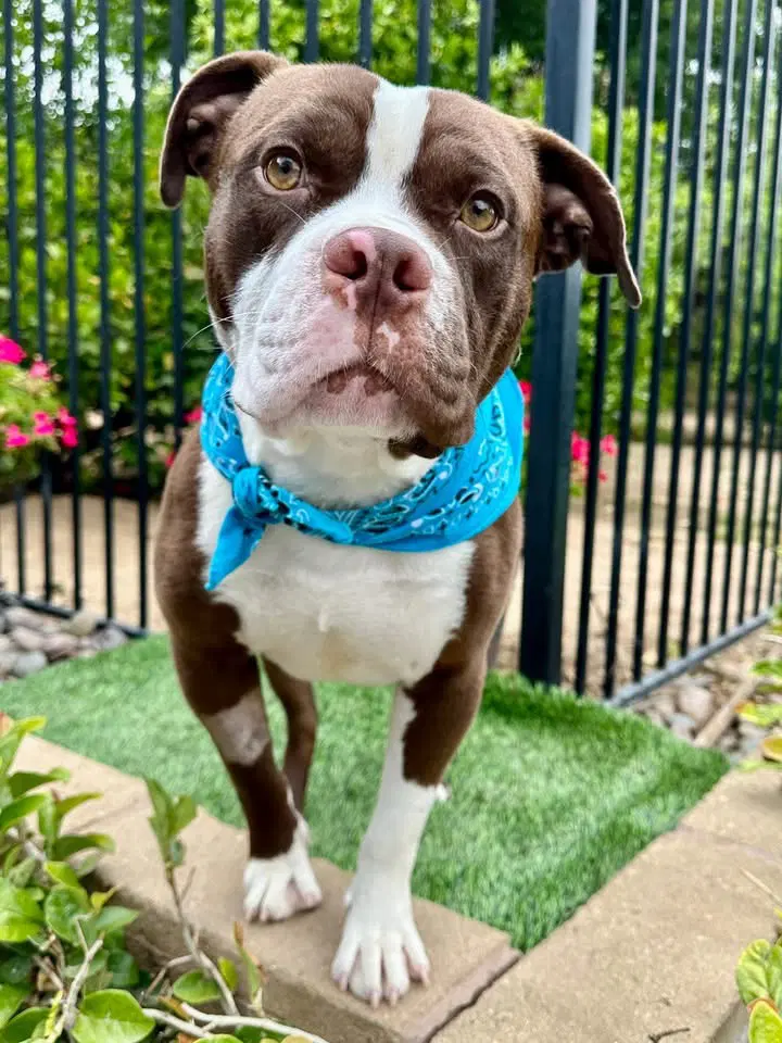 Rowan - American Pit Bull Terrier