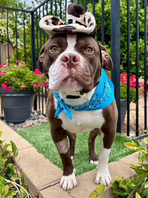 adoptable Dog in Redlands, CA named Rowan